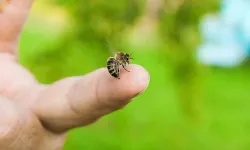 Arı sokmasında ne yapılmalı? Arı sokmasına ne iyi gelir?