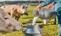Aydın’da süt üreticisine bayram zehir oldu