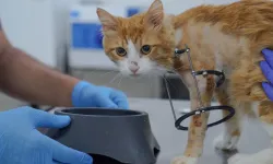 Bacağı kesilmekten kurtarıldı: Sevimli kedi Balım yeni yuvasını arıyor
