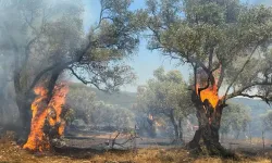 İzmir'de yangın: Zeytin ağaçları zarar gördü