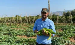 Manisa’da hasat mevsimi: Acur üreticilerin yüzünü güldürdü