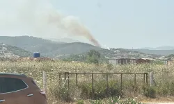 Milas'ta orman yangını: Kontrol altına alındı
