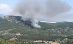 Milas Alaçam'da orman yangını!