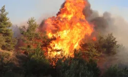 CHP İzmir İl Başkan Yardımcısı Türk: Selçuk'ta yanan alan 350 değil 581 hektar
