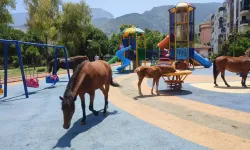 Görenler şaşırdı: Atlar çocuk parkında