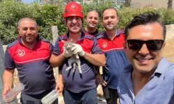 İzmir'de yavru kedi operasyonu: İtfaiye ekipleri yardımına yetişti