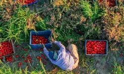 İzmir'de domates üreticisi mağdur: Ekerken ne kazanacağımızı bilmiyoruz