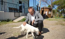 Başkan Ergin'den sokak hayvanları yasasına tepki