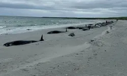 Acı manzara: 77 balina birden kıyıya vurdu