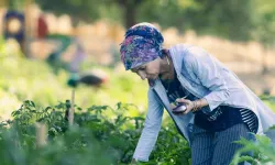 İzmir'de hasat zamanı: Kadınlar hem çalışıyor, hem sosyalleşiyor