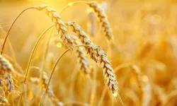 Tarım üretiminde yağmur tehdidi: Arpa ve buğday az olacak