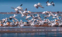 İzmir Kuş Cenneti kuruyor: Kuşlar tehlike altında