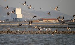 İzmir Kuş Cenneti'nde dünyaya geldiler: Flamingolar kıtalar arası uçuşa hazırlanıyor