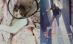 Kediyi tekmeleyip dördüncü kattan atmıştı: Cezası belli oldu