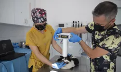 Konak'ta bir ilke imza atıldı: Sokak kedilerine diş tedavisi
