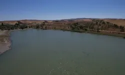 Kızılca Göleti'nde ekolojik felaket: Neredeyse tüm balıklar can verdi