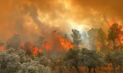Dikili'de orman yangını çıktı