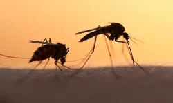 Yaz sıcaklarının korkulu rüyası: Sivrisineklerden bu yöntemlerle kurtulun