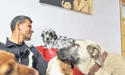 Başka bir dünya mümkün: İzmir'deki bu iş yerinde 36 köpek ve 7 kedi yaşıyor