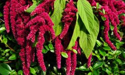 Amaranth bitkisi nedir? Amaranth bitkisinin faydaları nelerdir?