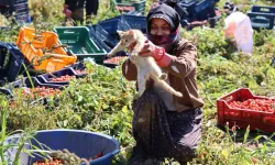 İşe bile kedisiyle gidiyor: Evde bıraktığımda bir çocuk gibi ağlıyor