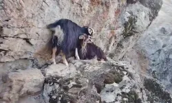 Kayalıkta mahsur kalan keçiler, 4 gündür kurtarılmayı bekliyor