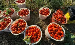 Domates üreticilerinin sıkıntıları sürüyor: Manisalı üretici tarlasını halka açtı