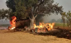 Manisa'da orman yangınlarıyla mücadele: 460 personelle müdahale sürüyor