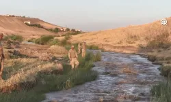 Narin 7 gündür kayıp: Gelen ihbar üzerine dere arandı