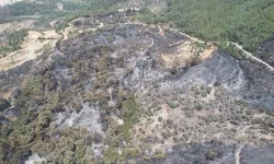 Muğla'da orman yangını: Zeytin ağaçları kül oldu