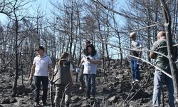 Çalışmalar başladı: Muğla'da yanan ormanlar yeniden hayat bulacak