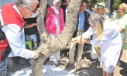 Çeşme'de ağaçlar hazırlandı, 15 güne hasat var