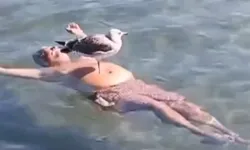 İzmir'de denizde yüzen kişinin üzerine konan martının videosu şaşırttı