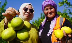 Limonun başkentinde hasat zamanı: Yıllık üretimi 1 milyon tonu geçiyor