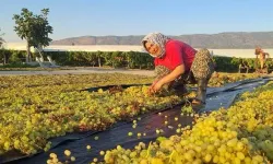 Manisalı üreticilerin gözü kulağı meteoroloji tahminlerinde