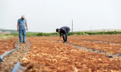 Şiddetli yağış üzümleri vurdu: Manisalı üreticiler çaresiz kaldı