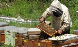 1 kilo balın arıcıya maliyeti 128 TL: 250 liradan ucuzsa satın alınmamalı