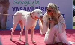 Çeşme'de Hayvanları Koruma Günü etkinliği: Sahiplenilmeyi bekleyen 600 can var