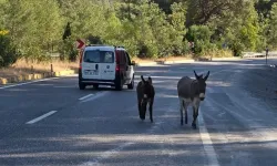 Dikkat eşek çıkabilir! Otoyolda gezen eşeklerin can güvenlikleri tehlikede