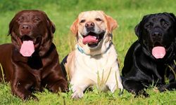 Dost canlısı ve akıllı: Labrador ırkının özellikleri nelerdir?