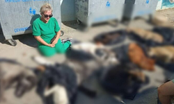 Gebze'de katliam: Onlarca köpek ve kedi ölü olarak bulundu