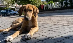 İzmir Büyükşehir harekete geçti: Sahipsiz köpekler tek tek sayılacak