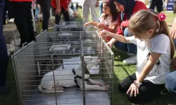 İzmir'deki festival can dostlara yuva oldu