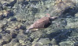 Kuşadası’nda erişkin Caretta caretta ölü bulundu