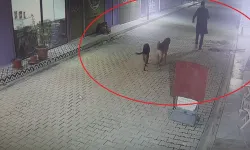 Hatay'da dehşet: Kedileri köpeklere saldırtan madde bağımlısı yakalandı