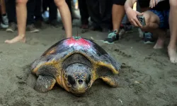 Muğla'da 3 deniz kaplumbağası mavi sulara bırakıldı