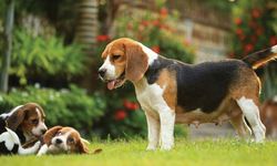 Neşeli, sevimli ancak bir o kadar da yaramaz: Beagle köpek ırkının özellikleri