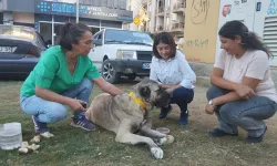 Seferihisar'da yürek ısıtan hareket: Sokak hayvanlarına özel logolu tasma