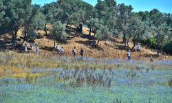 İzmir'in saklı cenneti: Olivelo Ekolojik Yaşam Parkı nerede, nasıl gidilir?