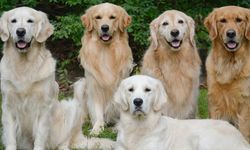 Sevecen ve enerjik bir aile arkadaşı: Golden Retriever'ın özellikleri neler?